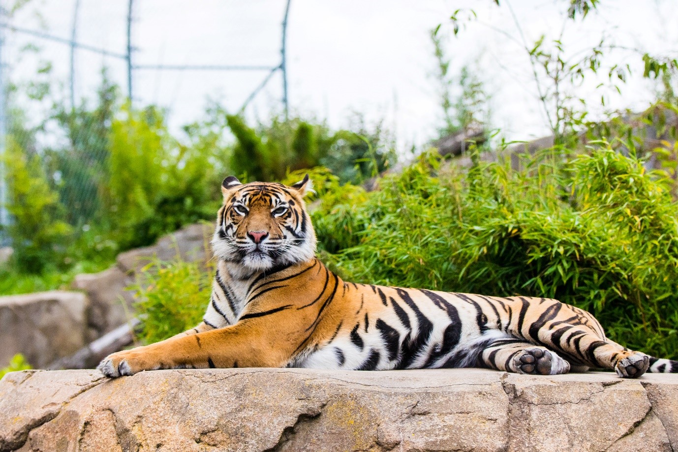 close-up of a tiger in his habitat at chester zoo