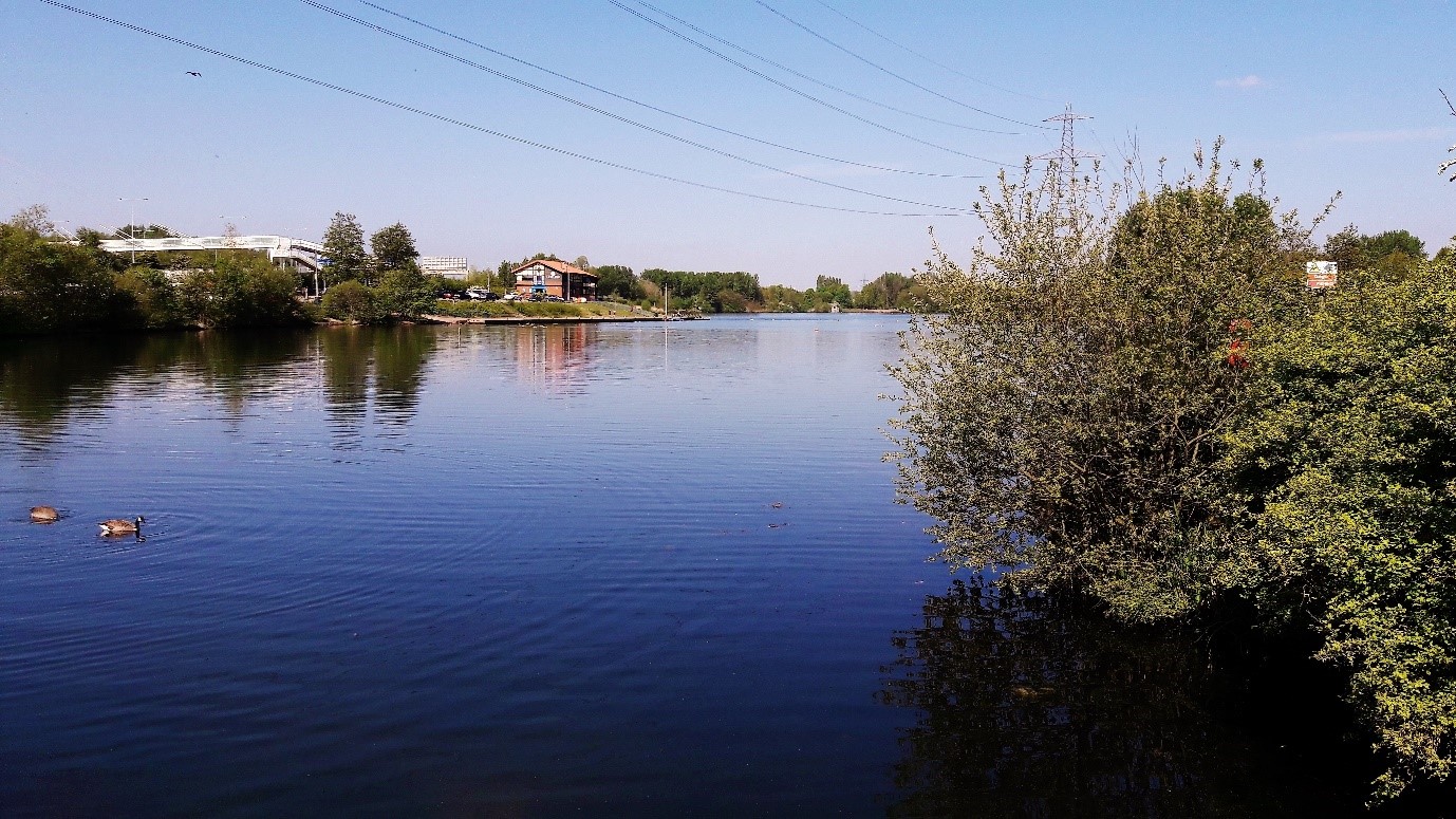 lush park area with a large lake where ducks are swimming